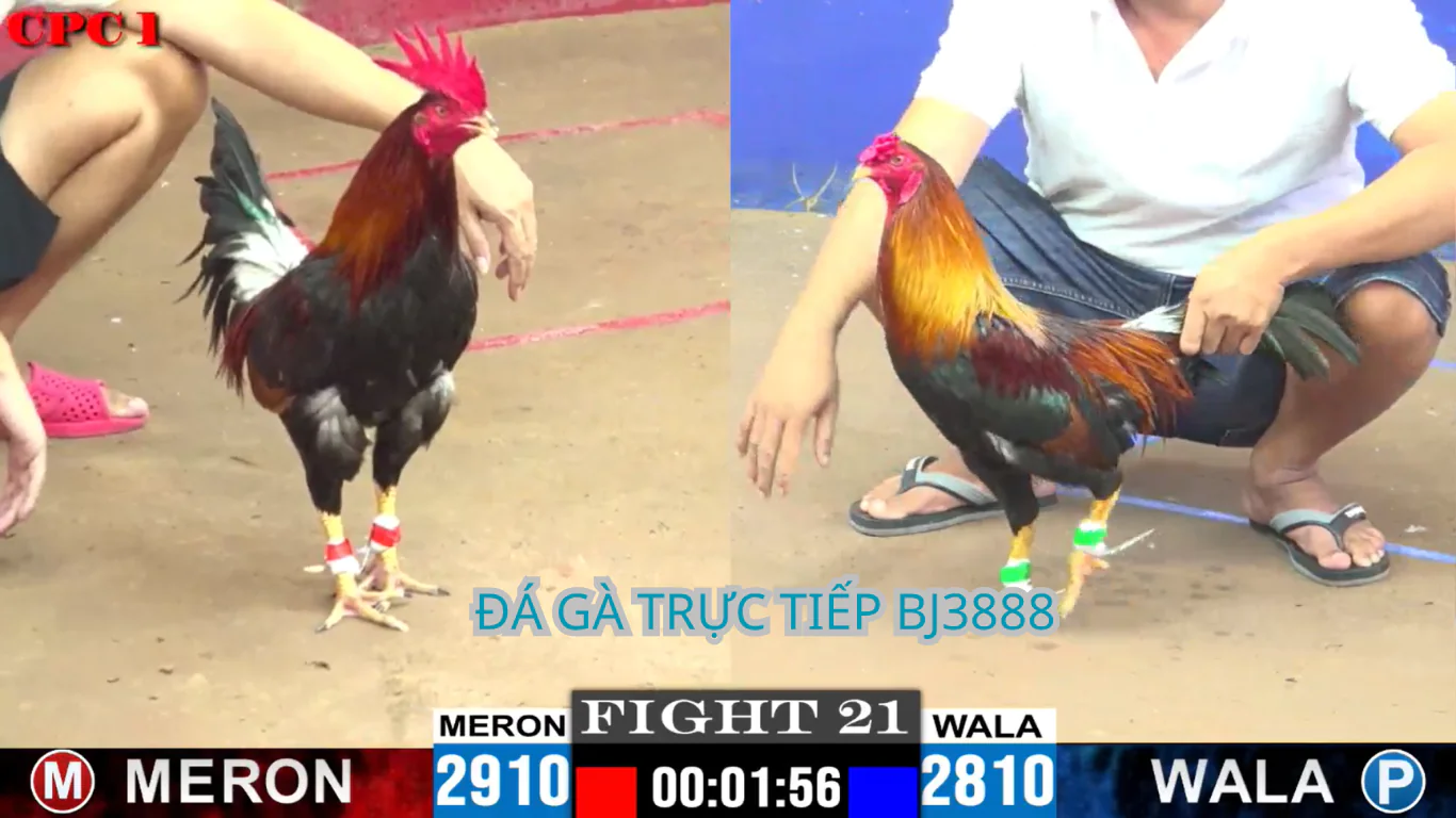 HƯỚNG Ddẫn đăng ký tài khoản đá gà trực tiếp tại trang website : bj3888