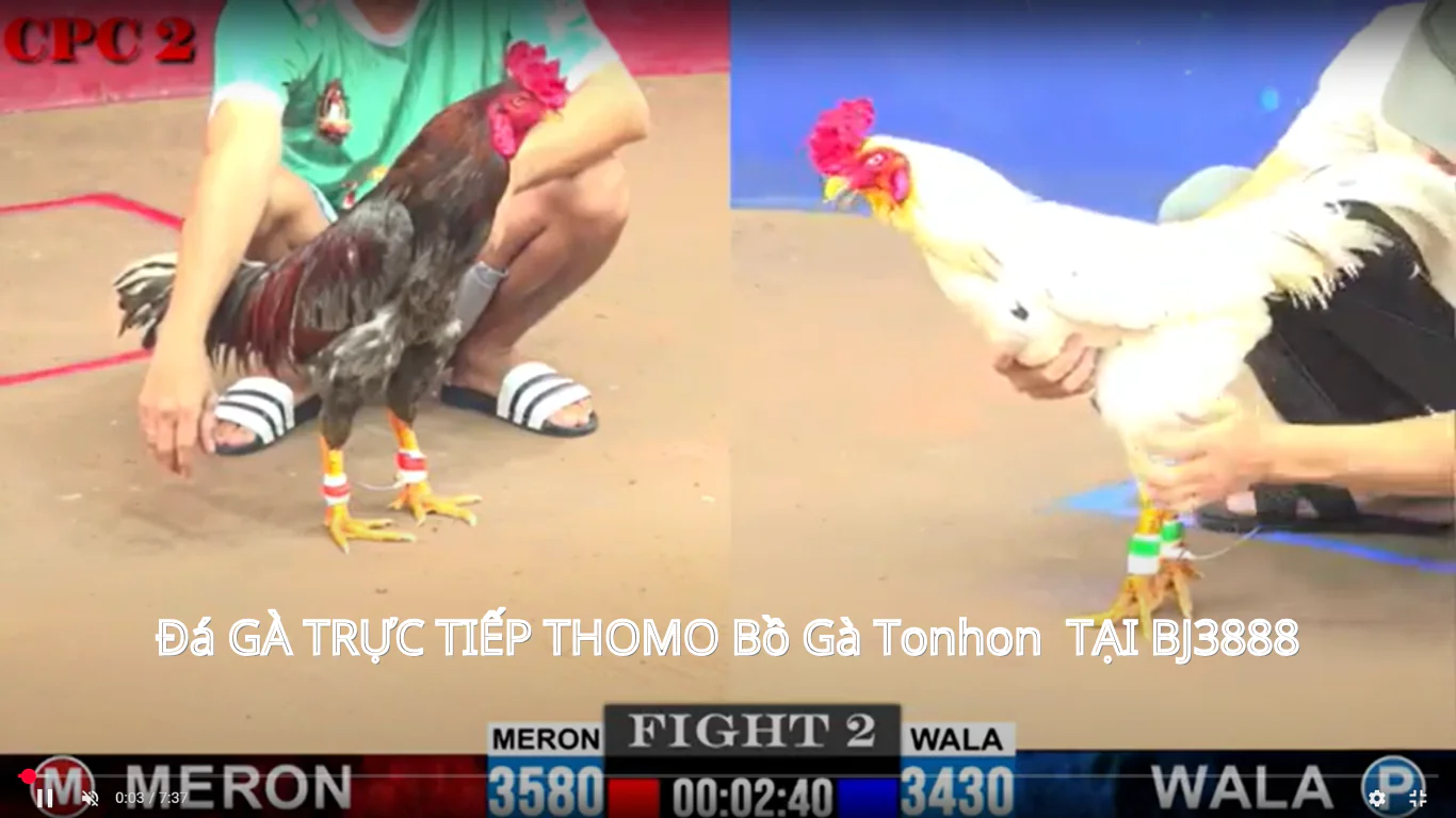 Bj3888 trang chủ nhà cái trực tiếp đá gà tại bồ gà tonhon 