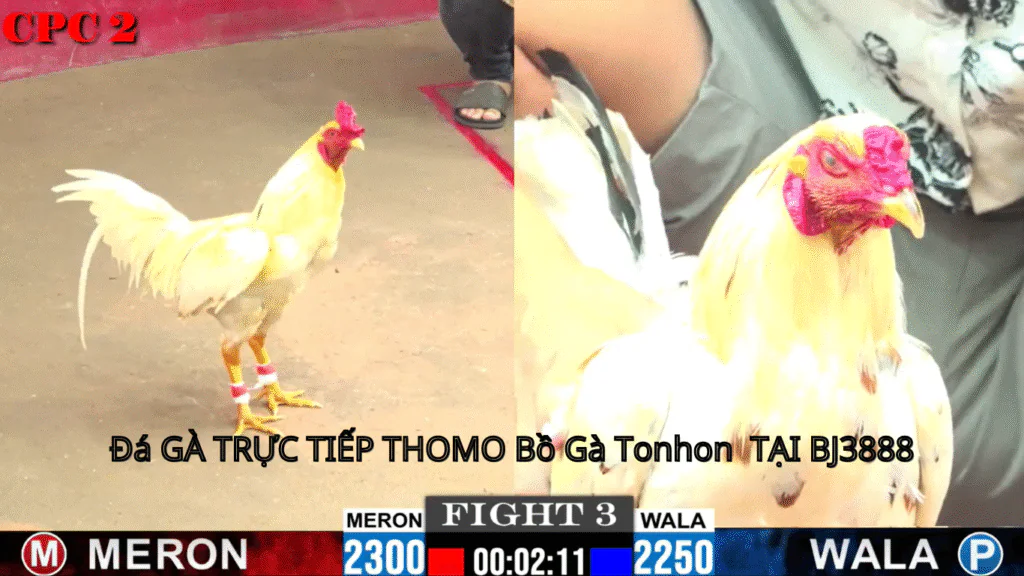 hướng đân đăng k ý tài khoản , đá gà trực tiếp tại bj3888