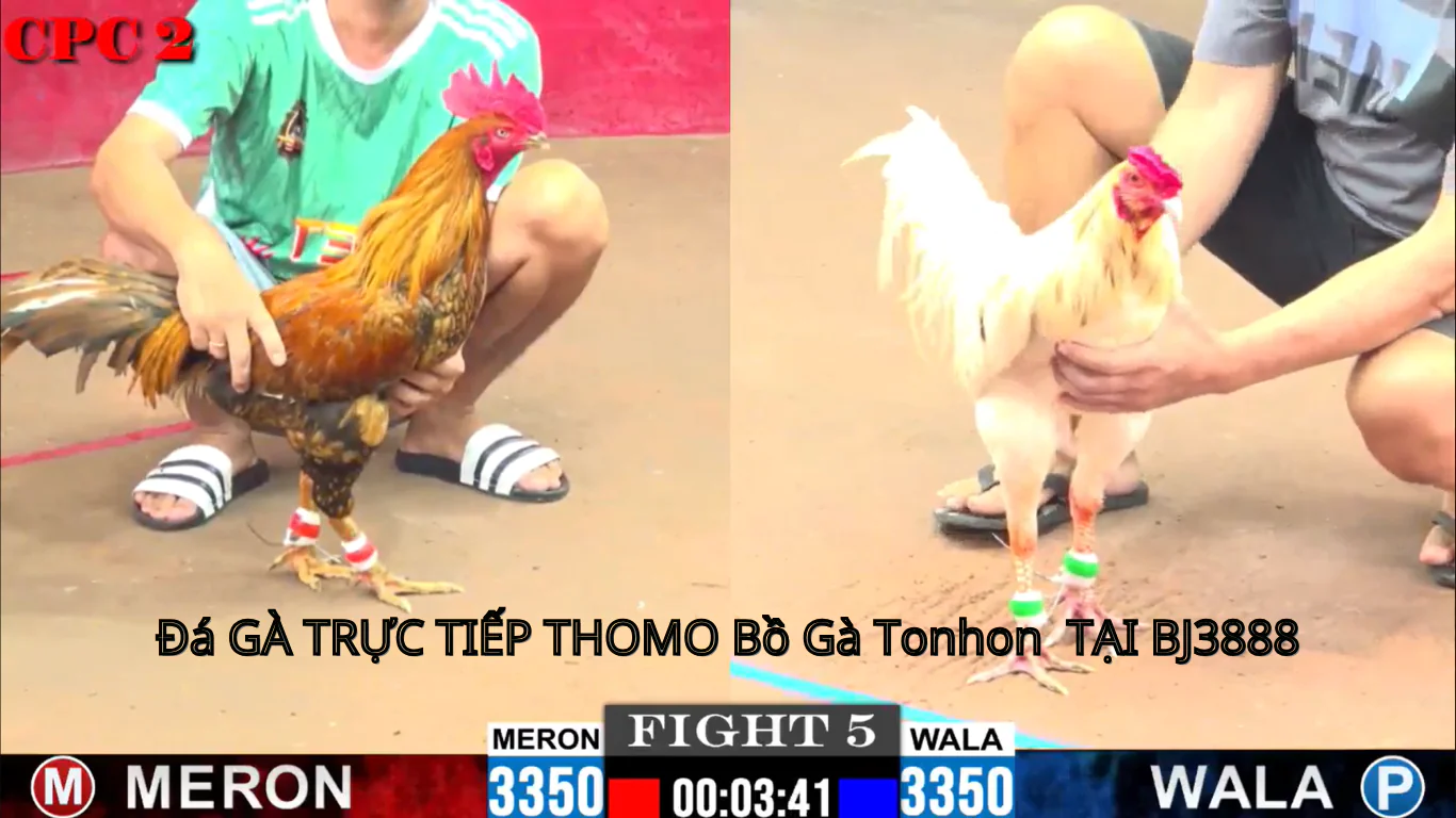 hướng dẫn , nhận khuyến mãi , tải app hoàn trả đá gà trực tiếp tại bj3888 