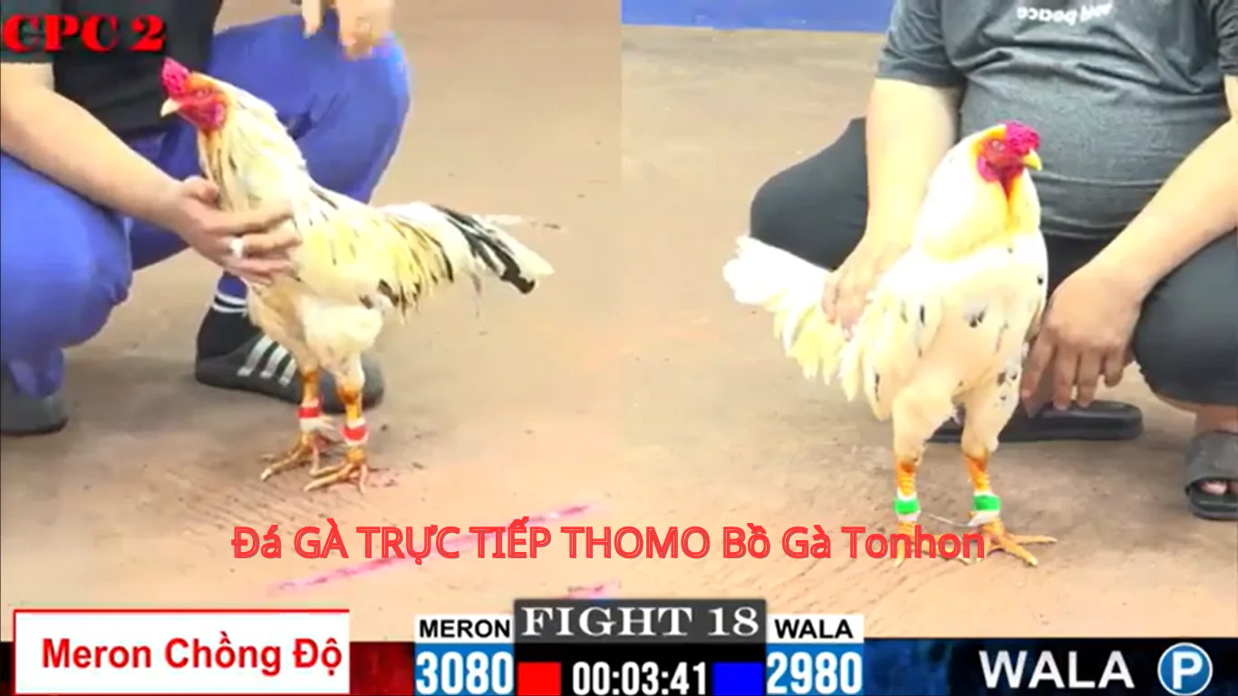 Đá Gà Trực Tiếp CPC1 - BJ3888: Trải Nghiệm Thú Vị Từ Giới Đánh Bạc Chuyên Nghiệp