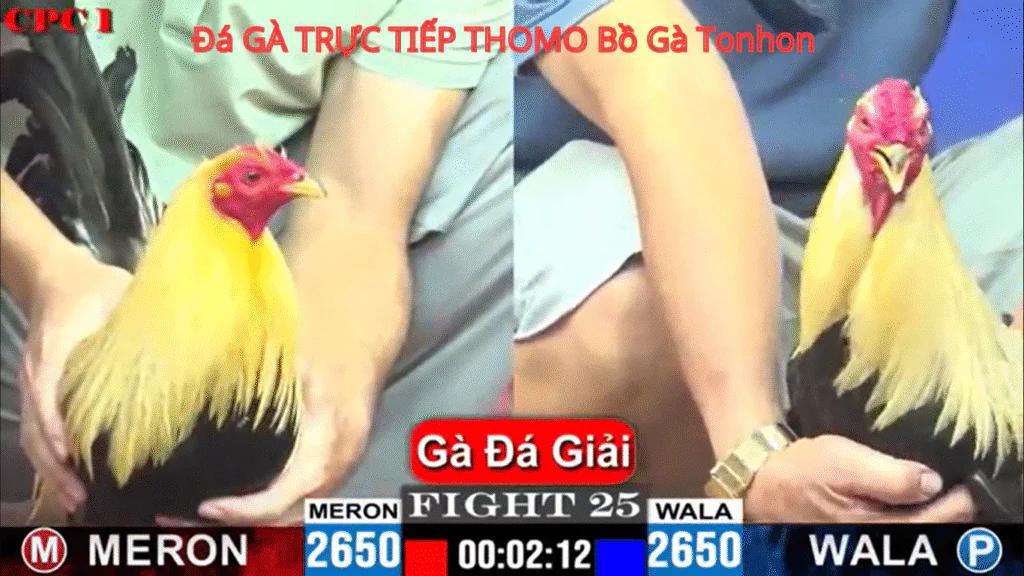 Cách Tham Gia Đá Gà Trực Tiếp CPC1 - BJ3888