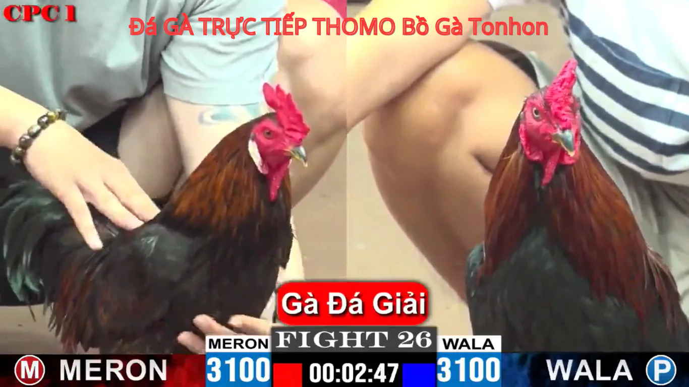 Kinh Nghiệm Chơi Đá Gà Trực Tiếp CPC1 - BJ3888
