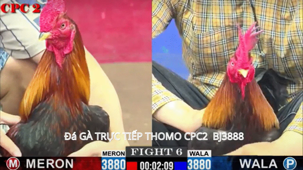 Đá Gà Trực Tiếp CPC2 - BJ3888: Trải Nghiệm Độc Đáo Trong Thế Giới Đá Gà Online