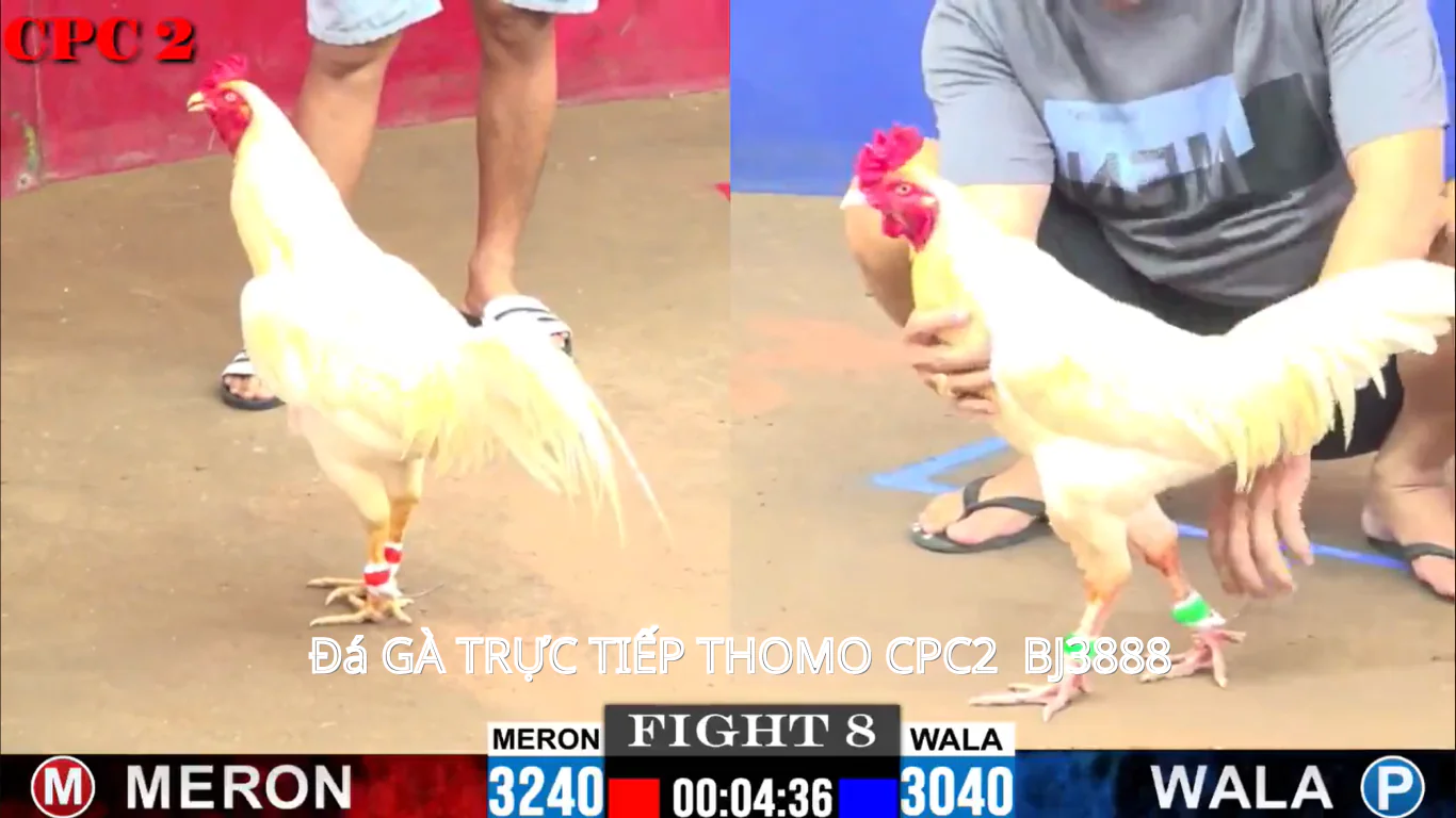 Cách đăng ký và tham gia Đá Gà Trực Tiếp CPC2 - BJ3888