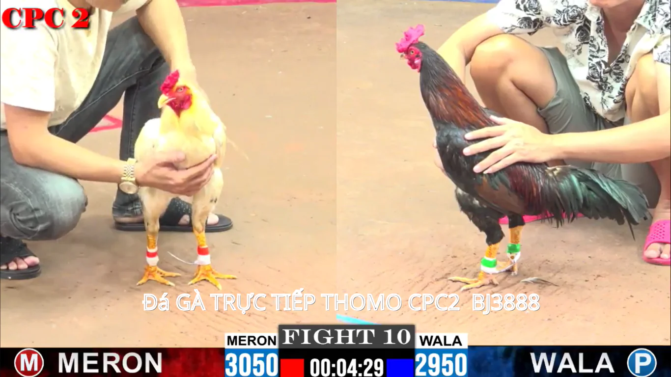 Những lưu ý khi tham gia Đá Gà Trực Tiếp CPC2 - BJ3888