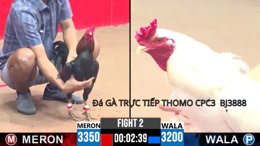 Đá Gà Trực Tiếp CPC3 - BJ3888: Trải Nghiệm Thể Thao Đỉnh Cao