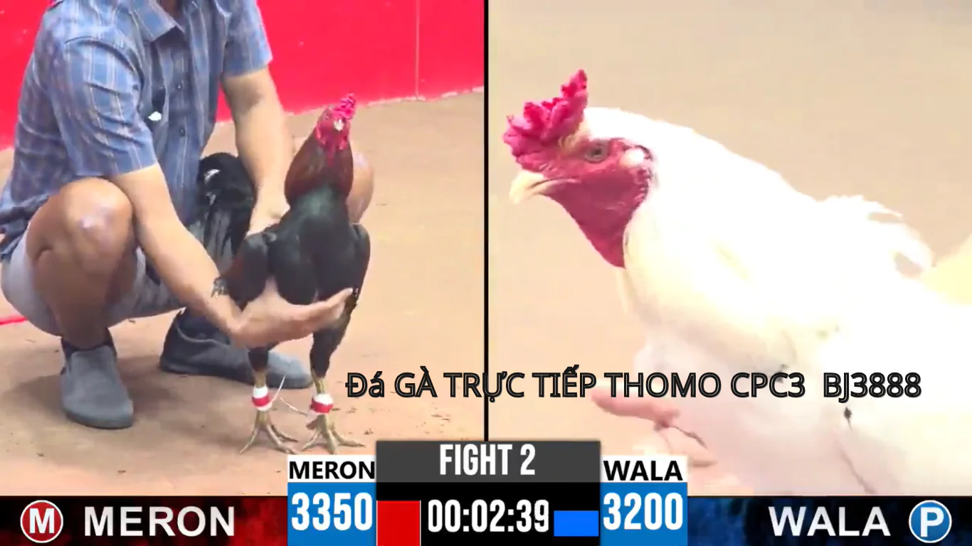 Đá Gà Trực Tiếp CPC3 - BJ3888: Trải Nghiệm Thể Thao Đỉnh Cao