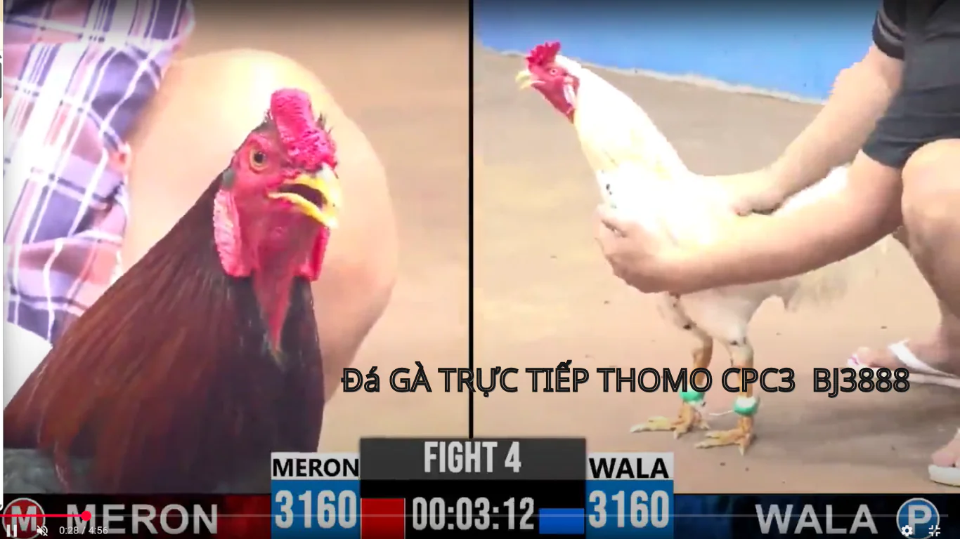 Tại Sao Chọn Đá Gà Trực Tiếp CPC3 - BJ3888?