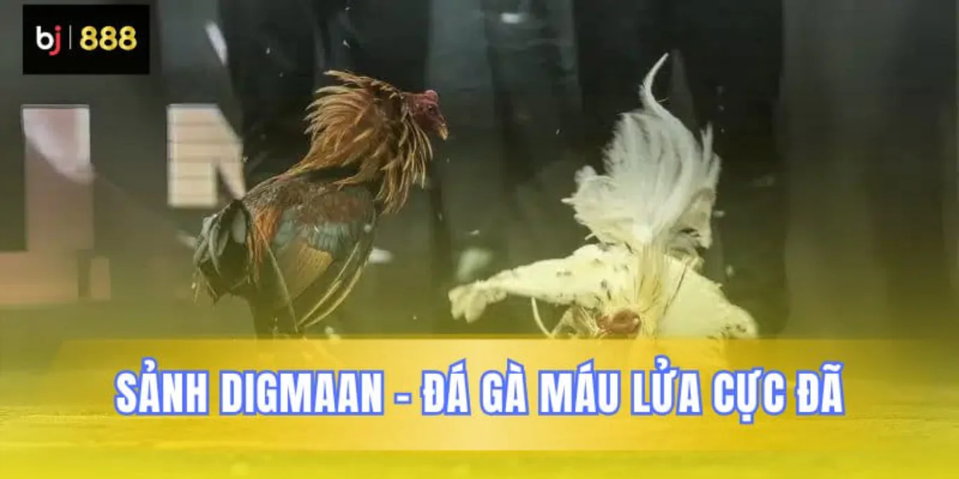  Nhà Cái Đá Gà Trực Tiếp