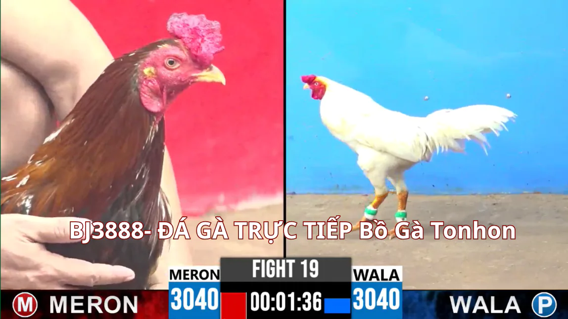 Tìm Hiểu Về BJ3888 Đá Gà Thomo Trực Tiếp