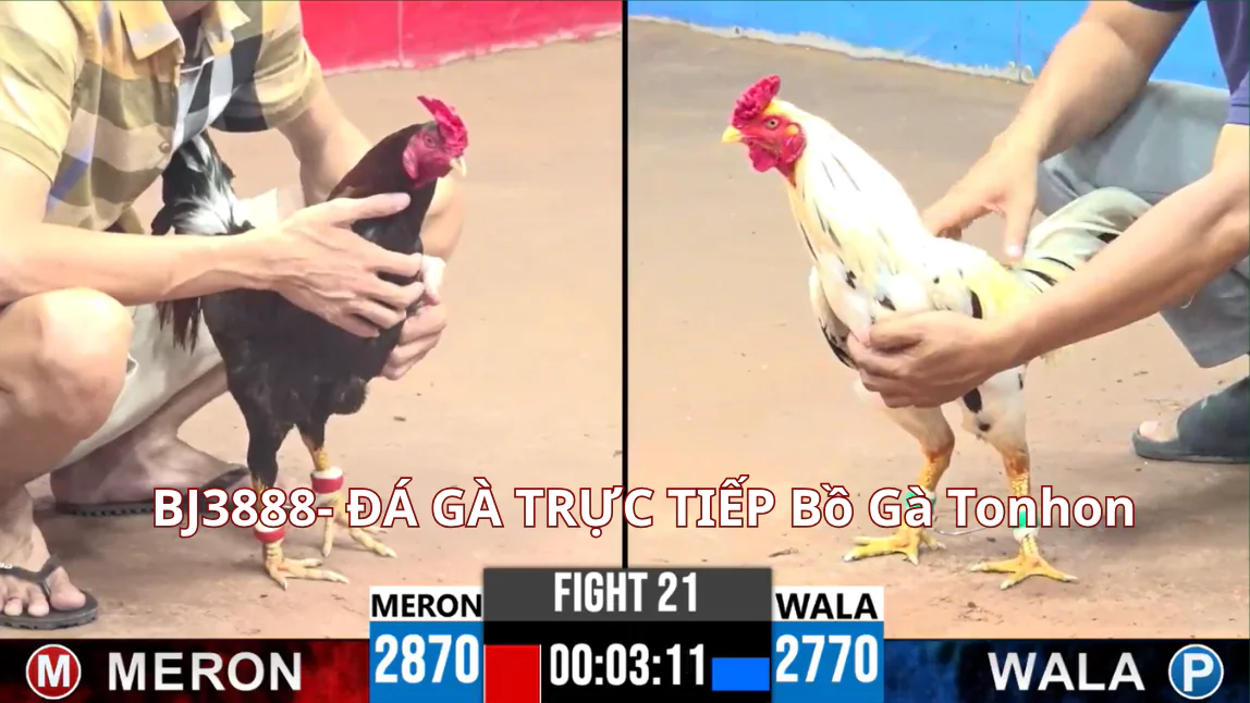 Hướng Dẫn ĐĂNG KÝ Tham Gia BJ3888 Đá Gà Thomo Trực Tiếp