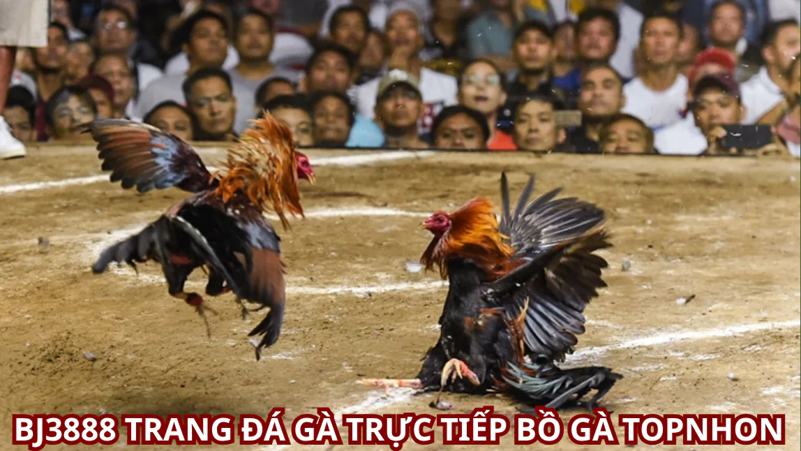 Tải app đá gà bj3888
