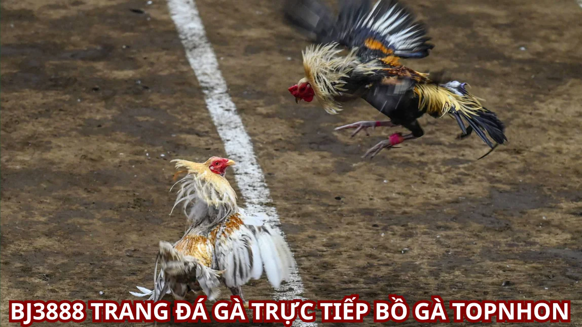 Kinh nghiệm chơi Đá Gà BJ3888 hiệu quả