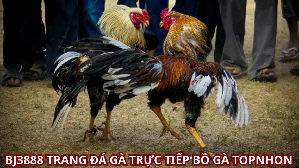 Cách tham gia ĐĂNG KÝ  Đá Gà BJ3888