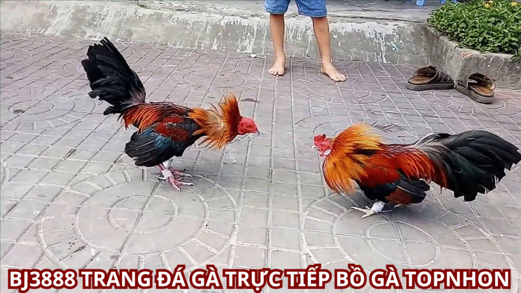 Đá Gà BJ3888: Khám Phá Thế Giới Đầy Hấp Dẫn Của Đá Gà Trực Tuyến