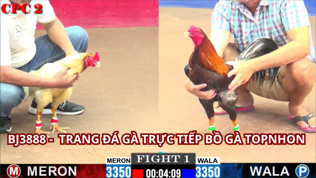 BJ3888 Trực Tiếp Đá Gà Thomo: Thiên Đường Của Đam Mê Đá Gà