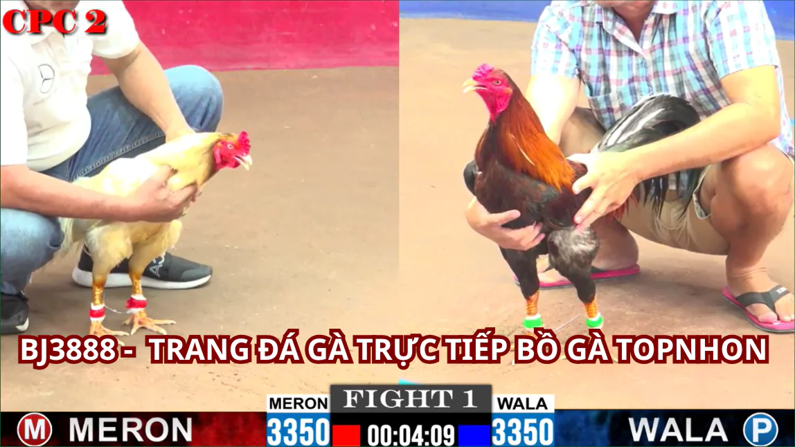 BJ3888 Trực Tiếp Đá Gà Thomo: Thiên Đường Của Đam Mê Đá Gà