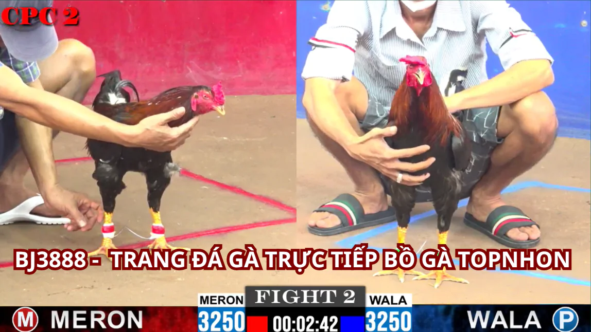 Tại sao chọn BJ3888 Trực Tiếp Đá Gà Thomo?