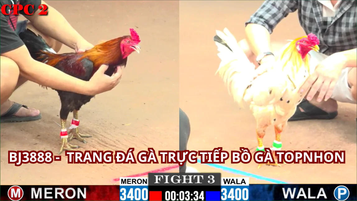 Hướng dẫn tham gia BJ3888 Trực Tiếp Đá Gà Thomo