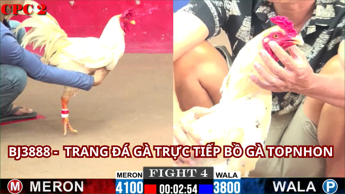 Những lợi ích khi tham gia BJ3888 Trực Tiếp Đá Gà Thomo