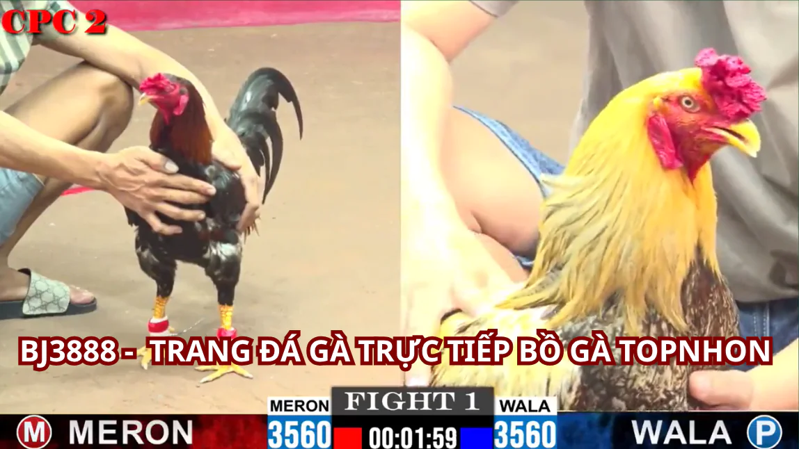 Đá Gà Trực Tiếp Hôm Nay : Cập Nhật Thông Tin Mới Nhất