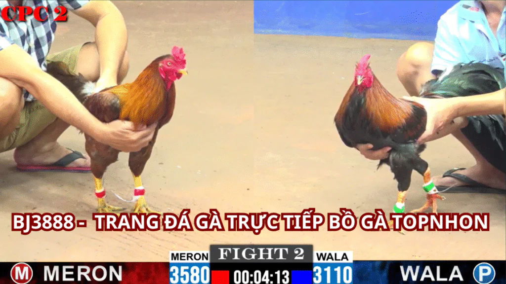 Cách Thức Xem Đá Gà Trực Tiếp Hôm Nay