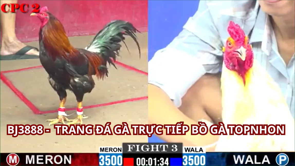 Quy trình Đăng Ký và Xem đá gà trực tiếp hàng ngày