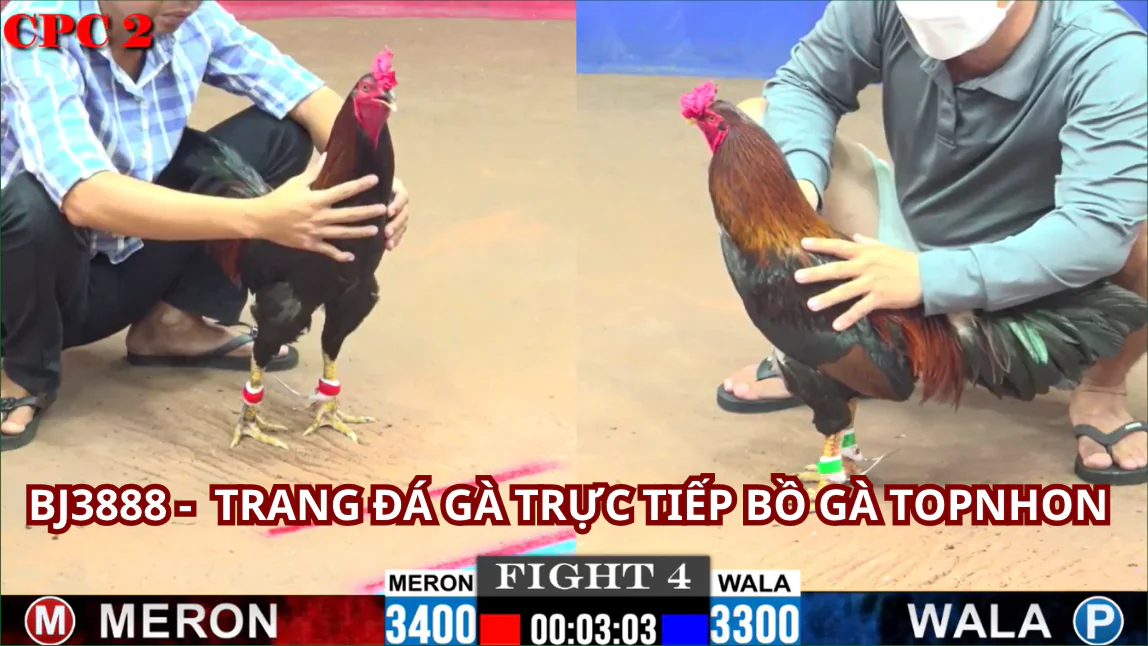 Các Trận Đá Gà Trực Tiếp Nổi Bật Hôm Nay