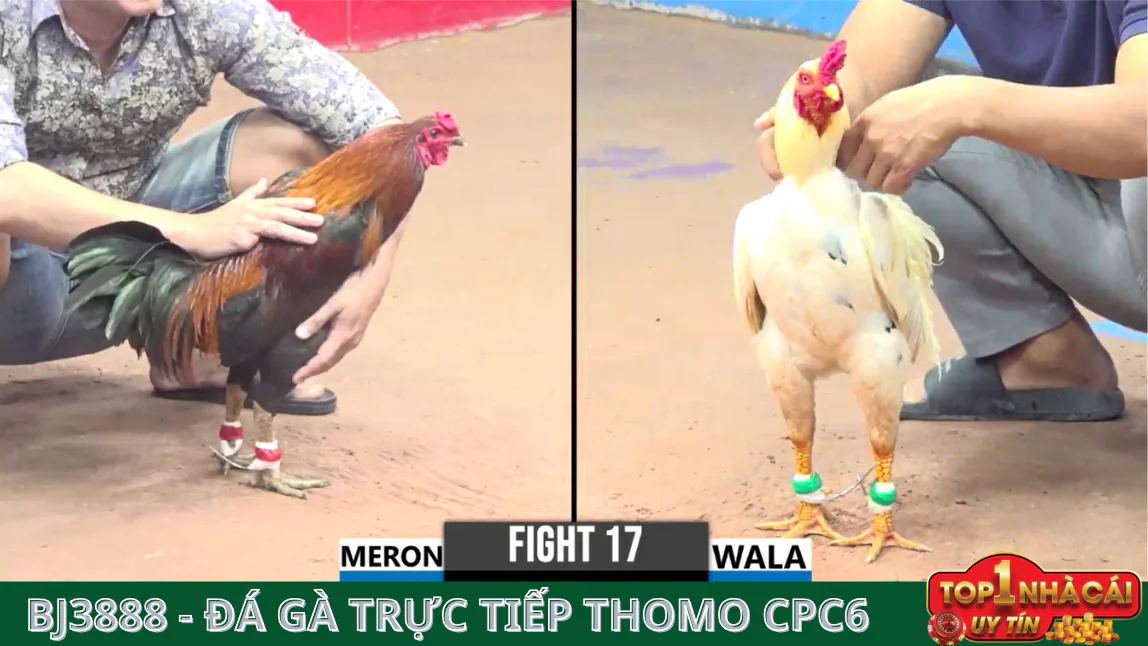 Giới Thiệu Về BJ3888 Đá Gà Thomo CPC6