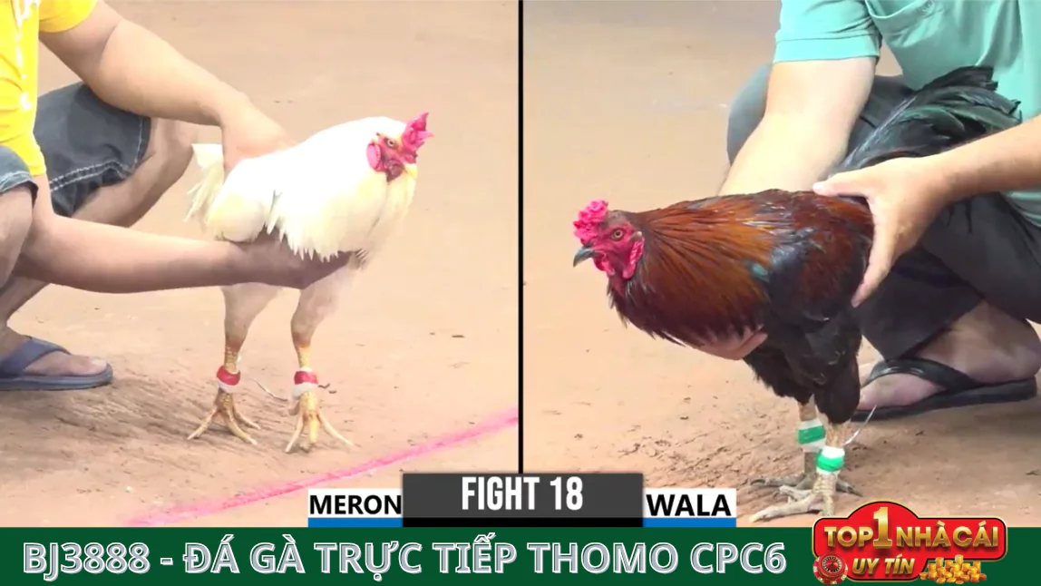 Cách Tham Gia BJ3888 Đá Gà Thomo CPC6