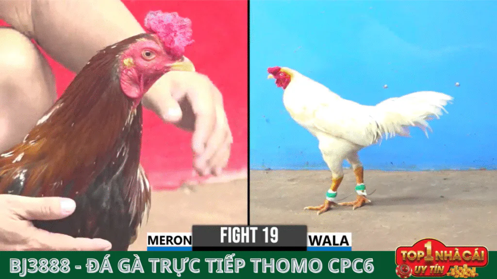 BJ3888 - đá gà thomo cpc6 - bồ gà tonhon