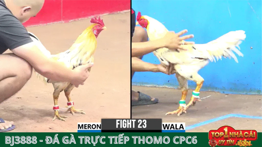 BJ388 Đá Gà Trực Tiếp: Trải Nghiệm Hồi Hộp Từ Những Trận Đấu Đỉnh Cao
