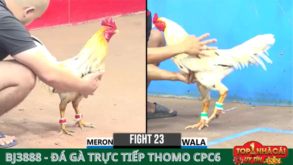 BJ388 Đá Gà Trực Tiếp: Trải Nghiệm Hồi Hộp Từ Những Trận Đấu Đỉnh Cao