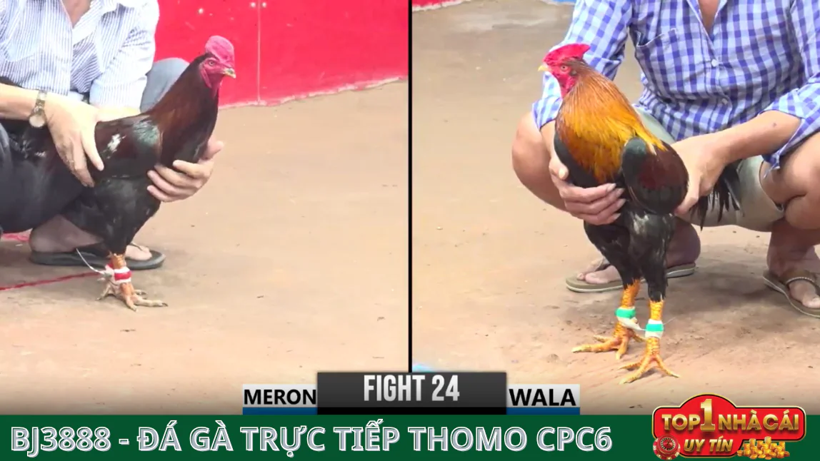Cách Tham Gia BJ388 Đá Gà Trực Tiếp