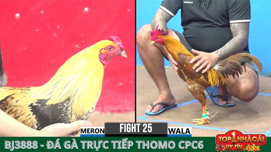Lợi Ích Của Việc Theo Dõi BJ388 Đá Gà Trực Tiếp