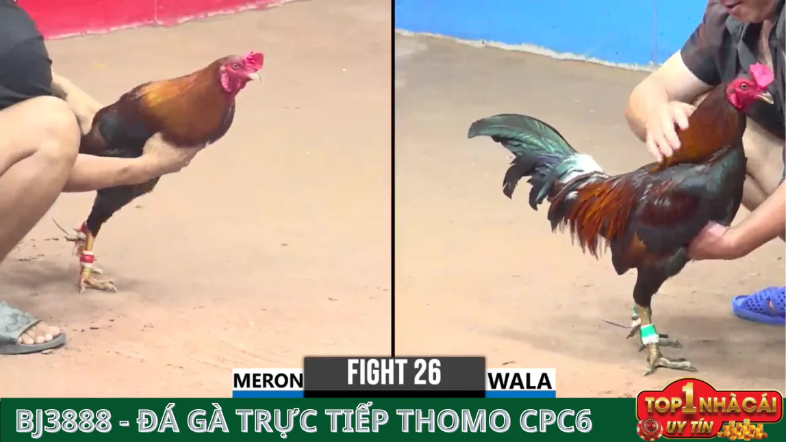 Một Số Lưu Ý Khi Tham Gia BJ388 Đá Gà Trực Tiếp