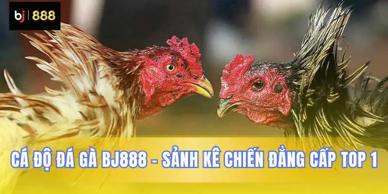 bj888 tải app đá gà nhận khuyến mãi cực khủng hàng ngày 