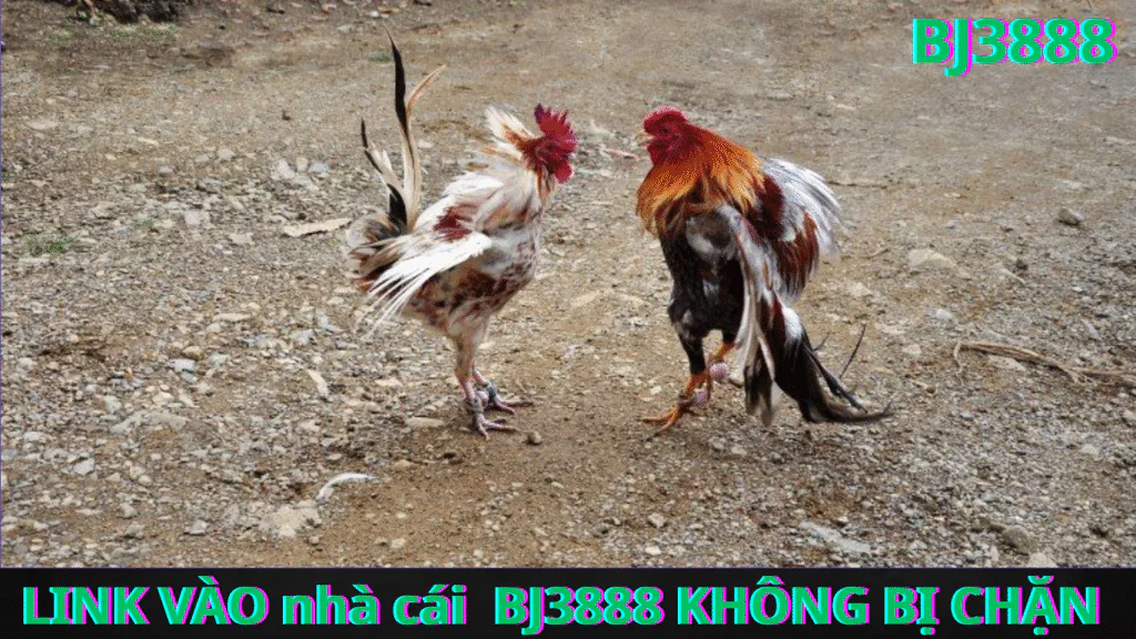 Link Đăng Nhập Vào Nhà Cái BJ3888 Mới Nhất Không Bị Chặn