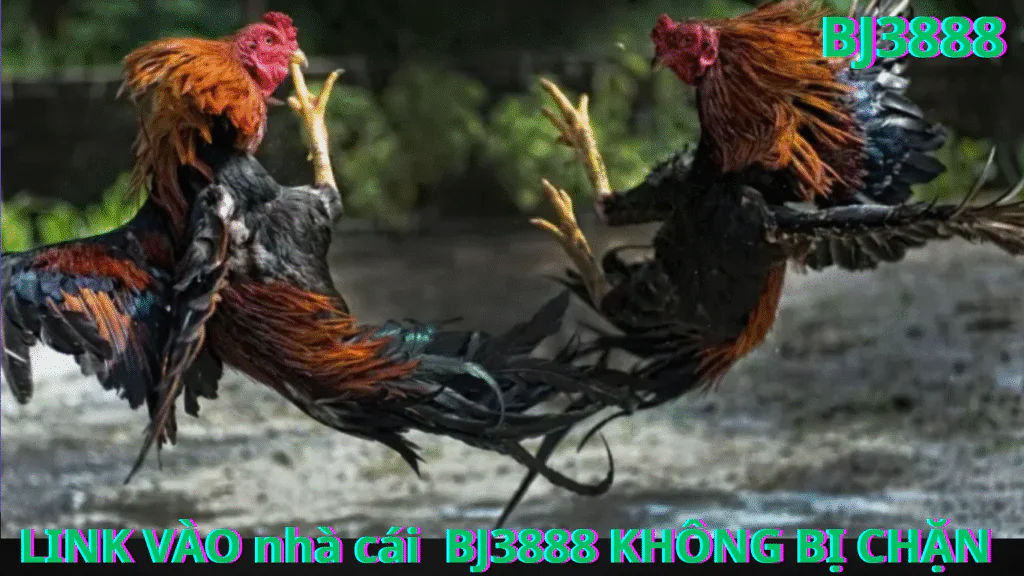 Link Đăng Nhập Đá Gà BJ388 Cổng Thông Tin Đầy Đủ Cho Người Đam Mê