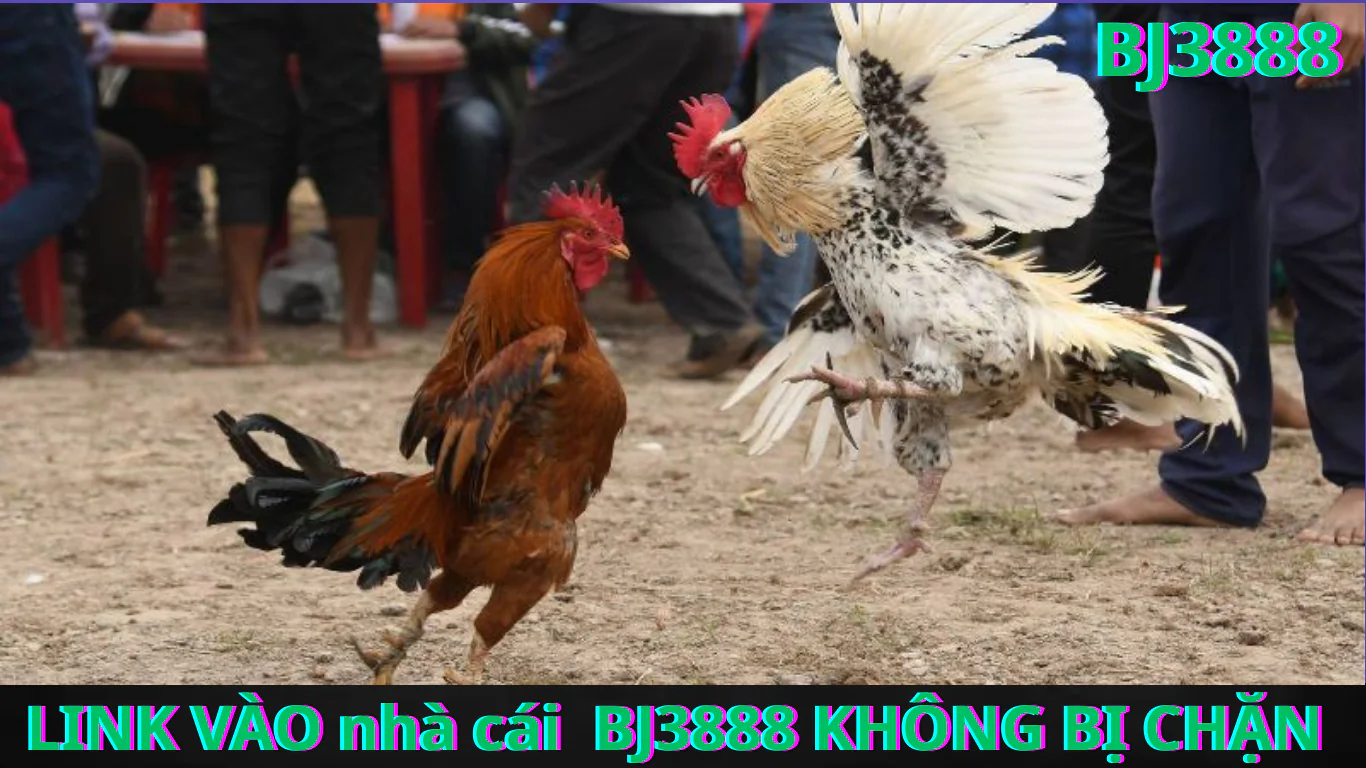 Cách Truy Cập Link Đăng Nhập Đá Gà BJ388