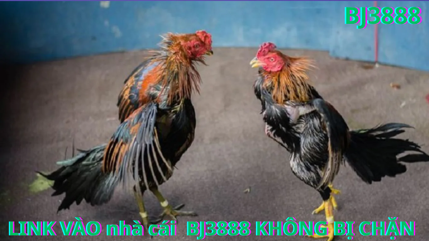 Những Lưu Ý Khi Sử Dụng Link Đăng Nhập Đá Gà BJ388