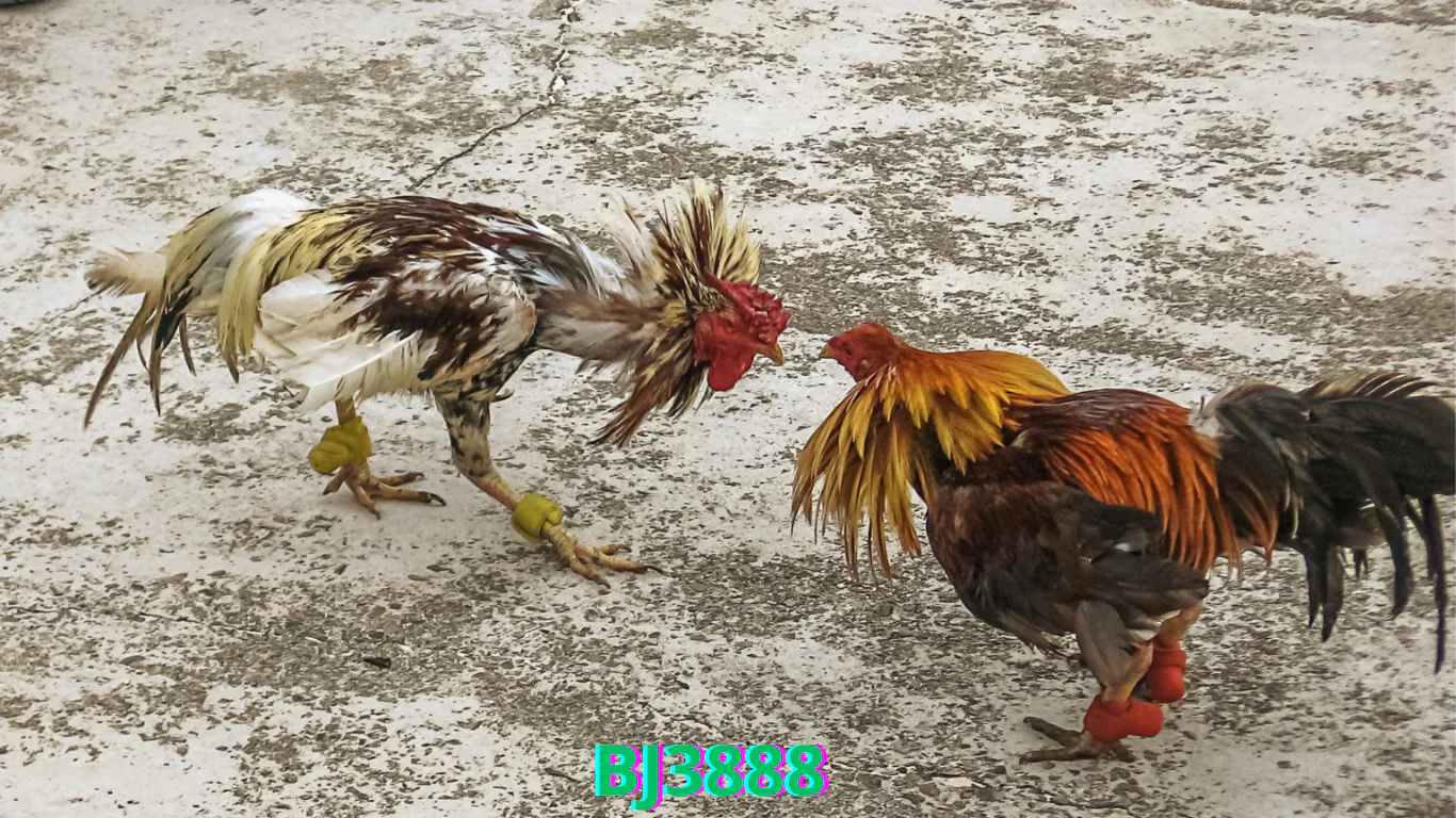 Những Đặc Điểm Nổi Bật Của Đá Gà Cựa Sắt BJ3888